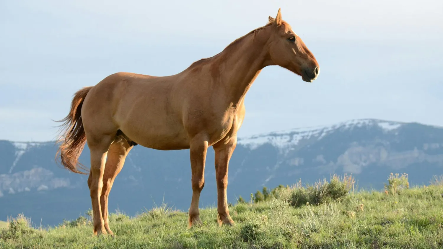 Cheval de course