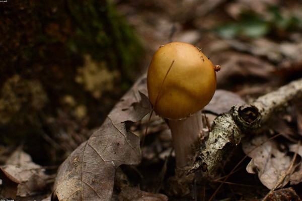 Sortie nature : découverte des champignons
